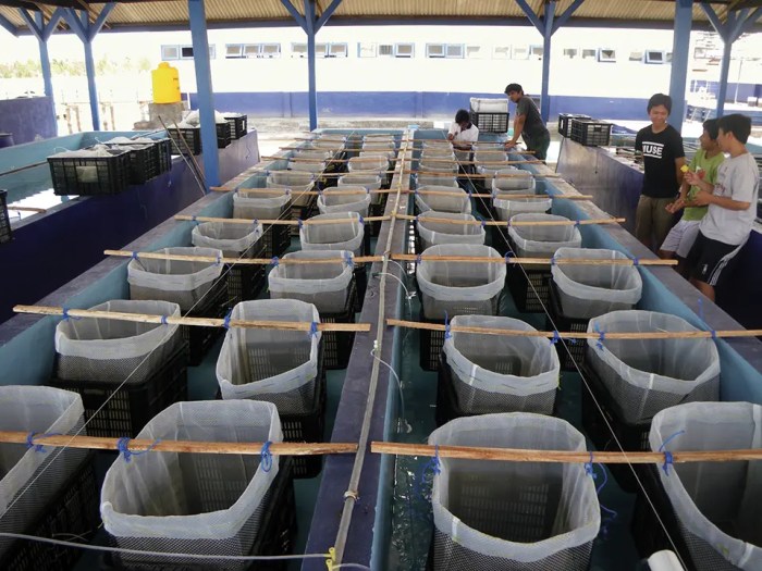 Lobster farming aquaculture lobsters ongoing supported lombok juvenile emerging studies globalseafood advocate