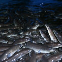 Elvers eel eels farms juvenile often restock thefishsite