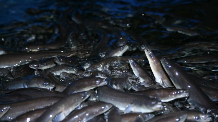 Elvers eel eels farms juvenile often restock thefishsite