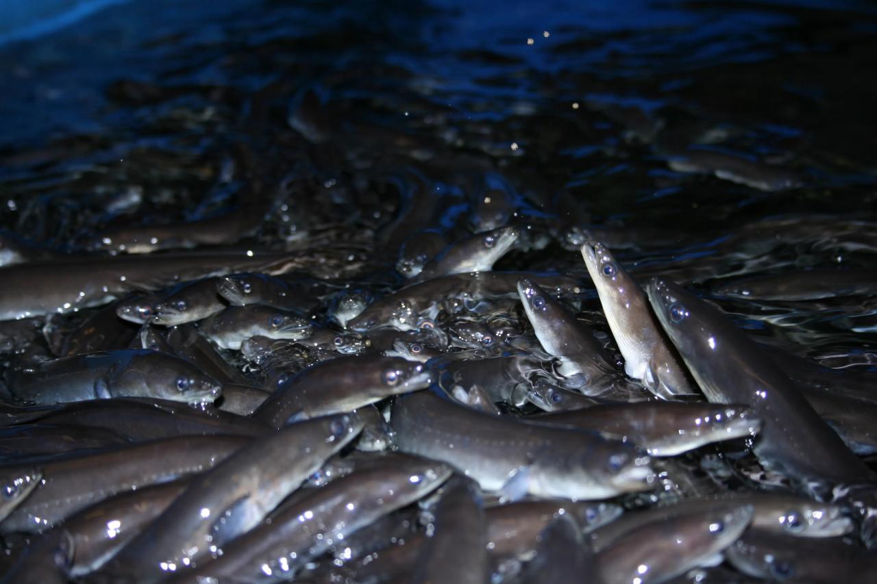 Elvers eel eels farms juvenile often restock thefishsite