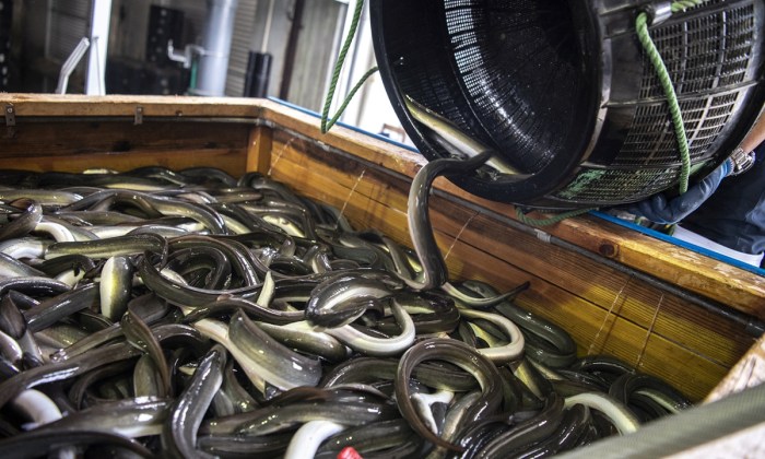 Eel process live farm
