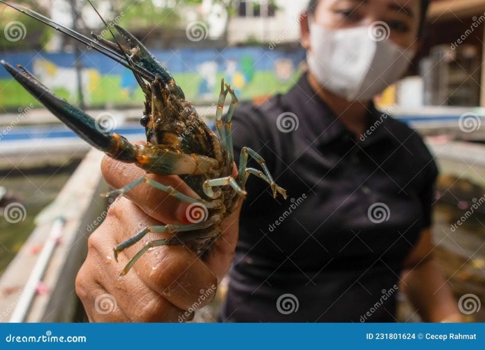 Lobster farm