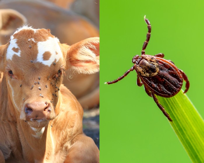 Cow viral cattle diseases warts common skin growths beef infections summer spread ugly these example wart suffering michigan credit university